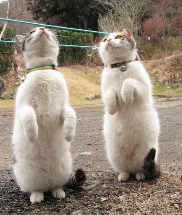 Смешные и просто красивые фотографии кошек