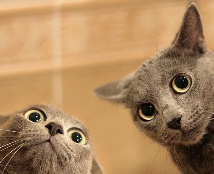 Смешные и просто красивые фотографии кошек