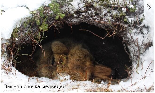 Что происходит с медведем во время зимней спячки?