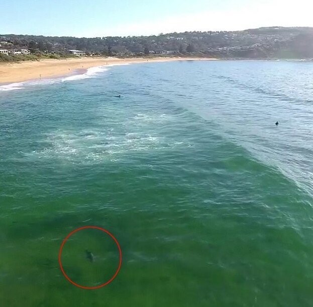 Ничего не подозревающие серферы скользят по волнам над огромной акулой!