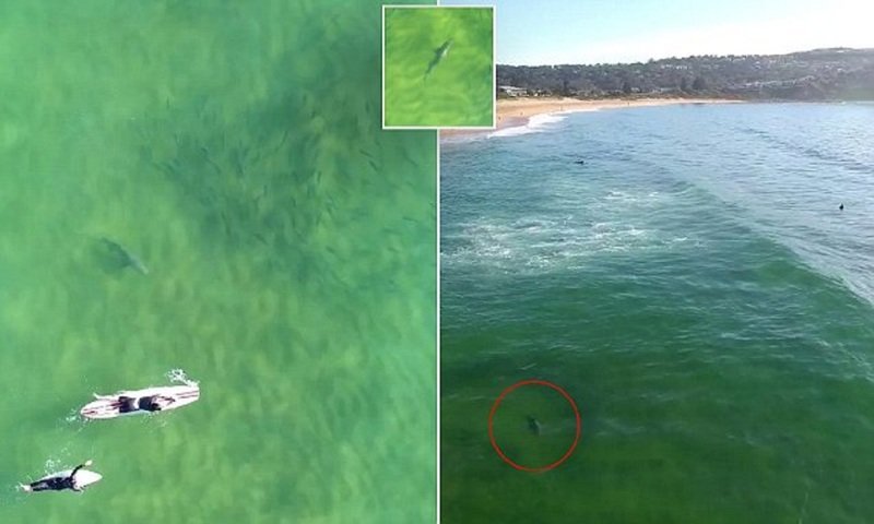 Ничего не подозревающие серферы скользят по волнам над огромной акулой!