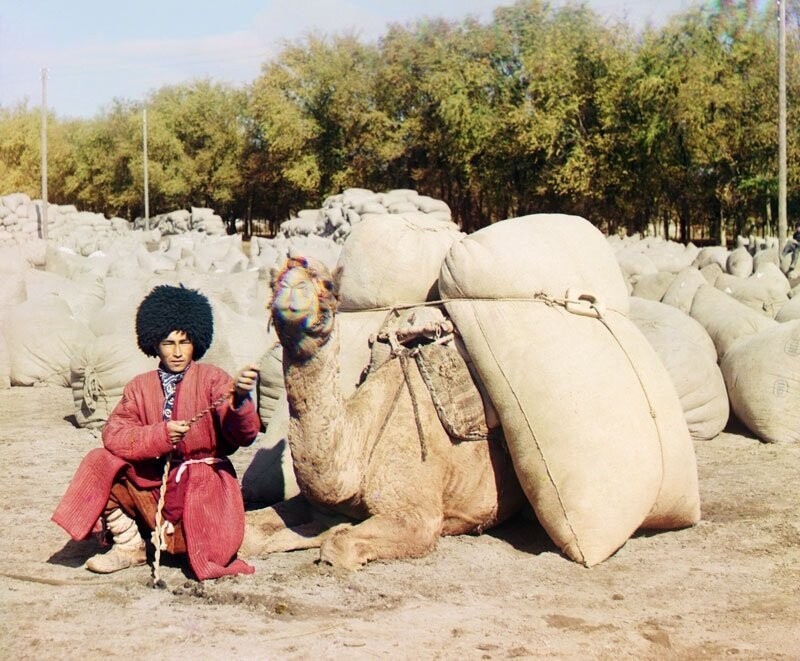 Центральная Азия, 1905—1915 гг. Туркмен позирует с верблюдом, загруженным мешками (вероятно, зерна или хлопка)