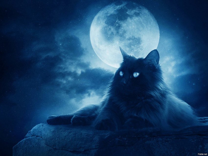 Синие коты, не свезло им