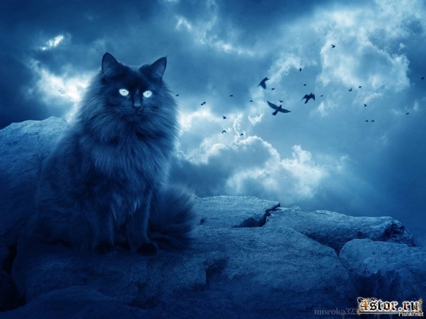 Синие коты, не свезло им