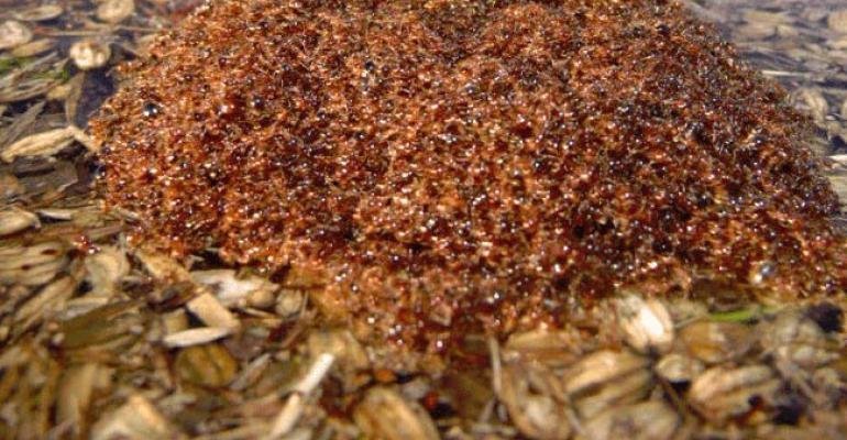 Миграция муравьев.  Муравьи вида Dorylus могут даже пересекать широкие и быстрые реки, чтобы их переплыть они собираются в шары