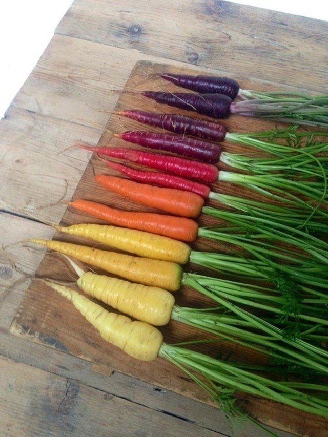 Переход цвета от красочной моркови