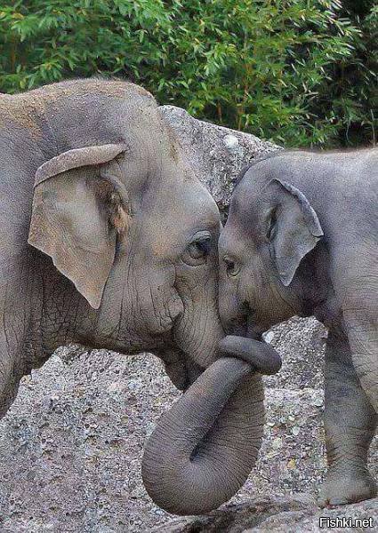 Любовь-слоновь