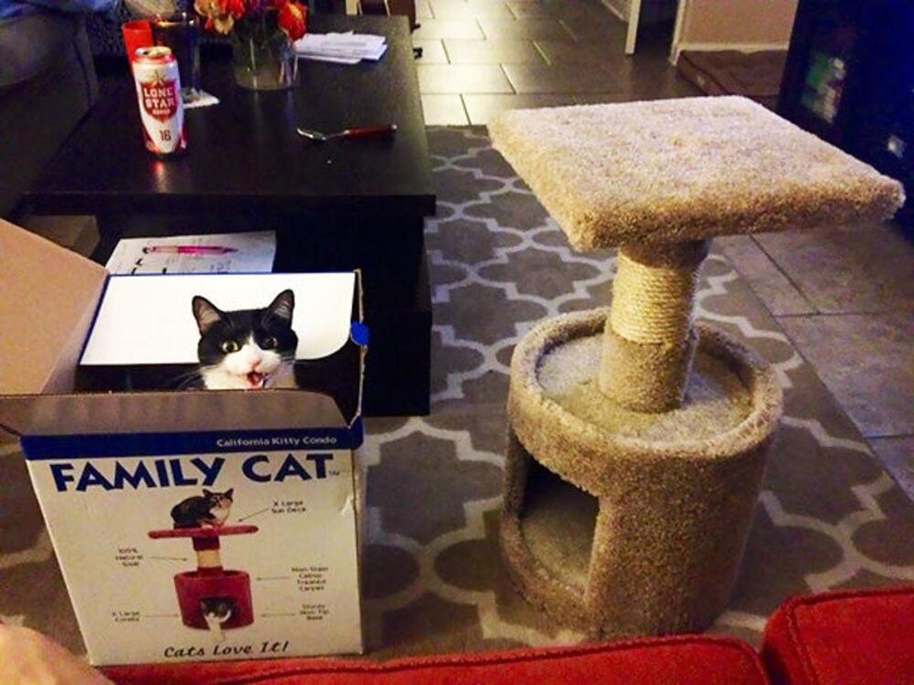 Кот предпочел коробку