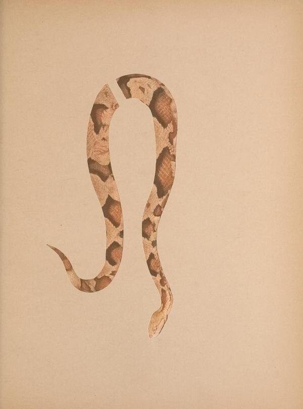 И еще несколько иллюстраций из книги Тайера «Concealing-Coloration in the Animal Kingdom» 1909 год