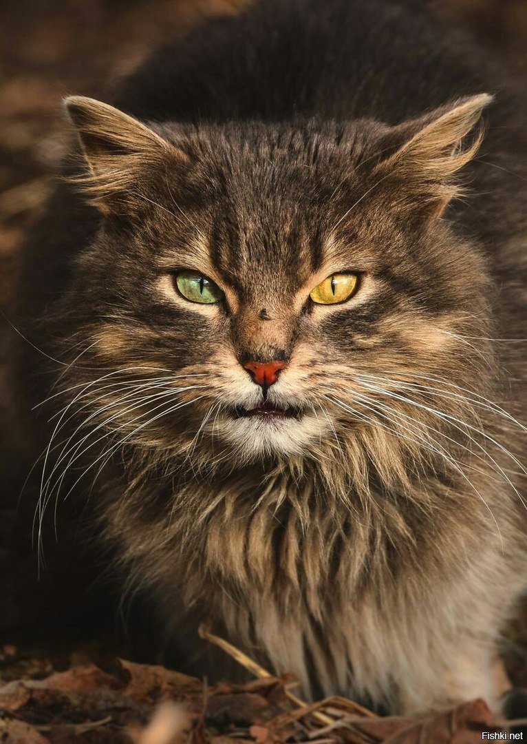Портреты бродячих кошек