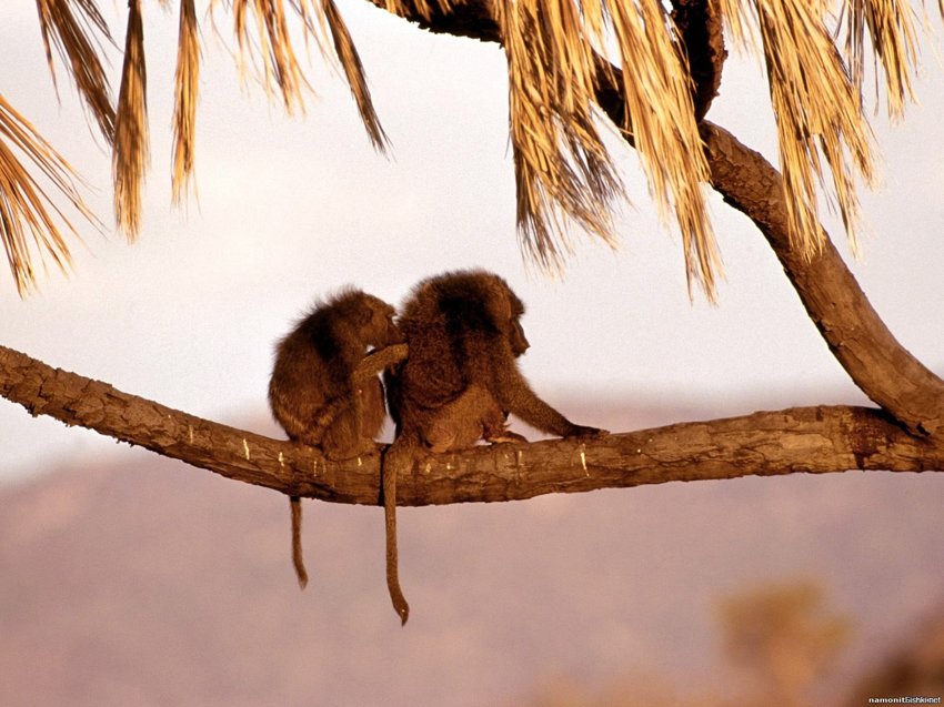 Даже макаки могут возвышенно любить, они же живут высоко на пальмах
