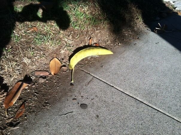 Не упавший банан, а свернувшийся в трубку лист!