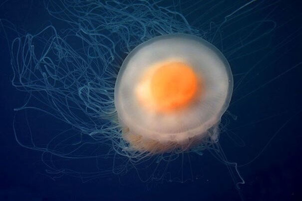 Медуза - яичница