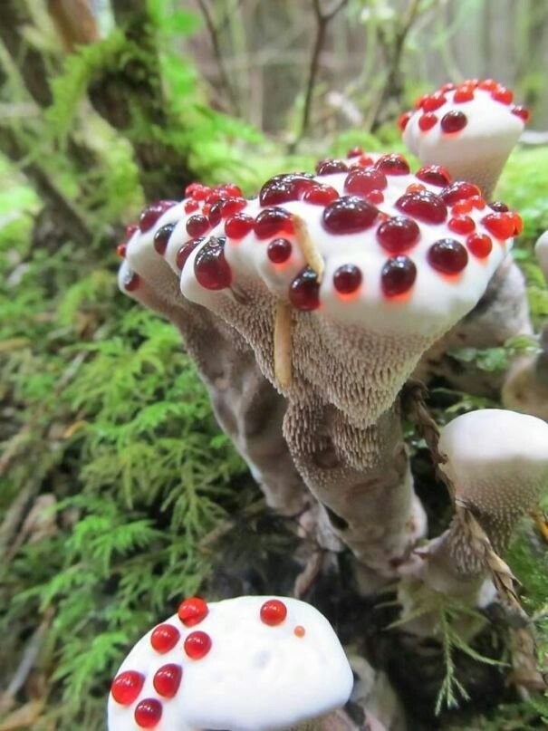 Эти грибы явно что-то замышляют!