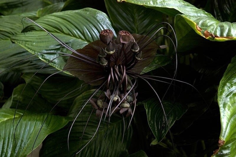 Китайский мышецвет / Chinese Black Batflowers