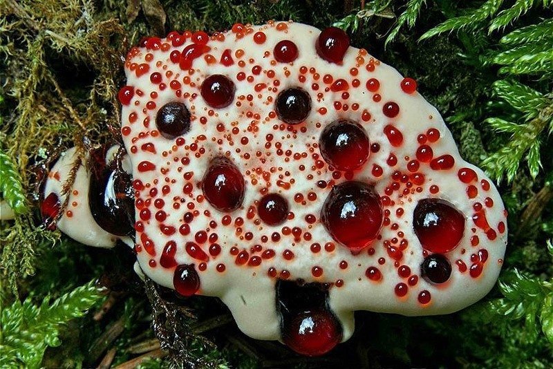 Кровавый зуб / Hydnellum peckii