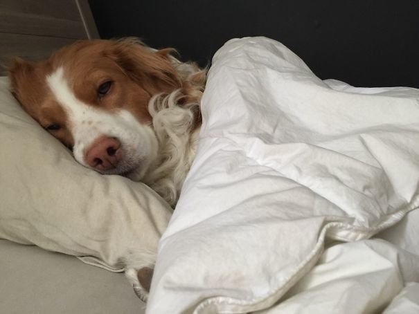 "Когда моя подруга уходит утром на работу, собака тут же занимает ее место"