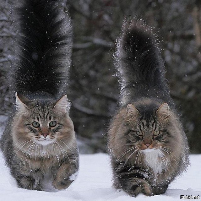 Подскажите кто знает - кот справа может быть породистым