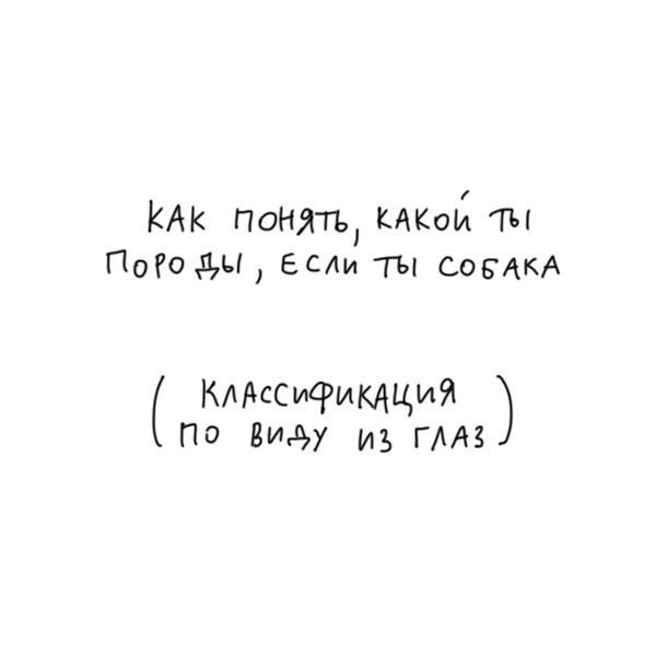 Как собаке разобраться, какой она породы