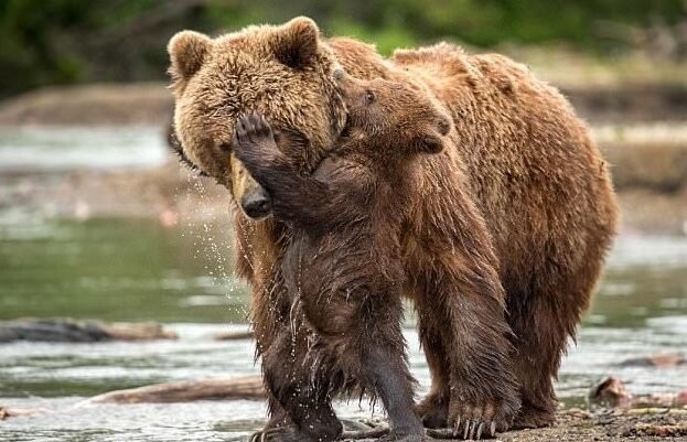 Фотограф воспользовался шансом поближе познакомиться с медвежьим семейством