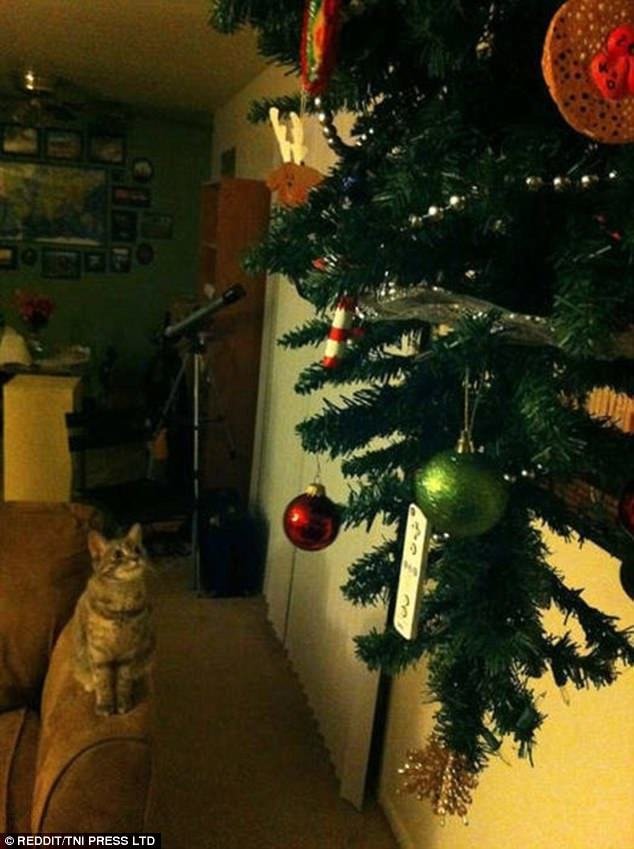 22. Кот сверлит глазами подвешенную к потолку елку. Точно прыгнет