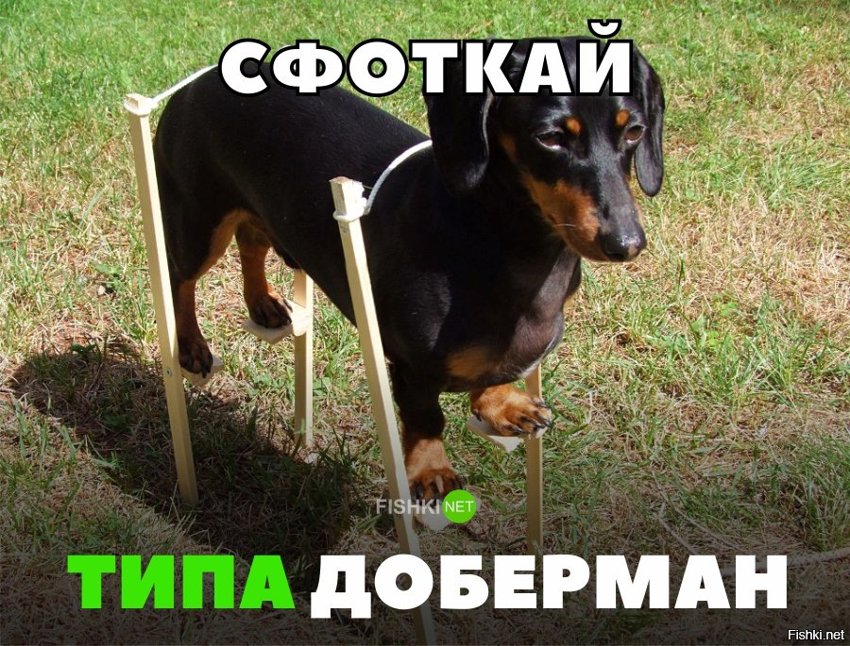 Сфоткай типа доберман