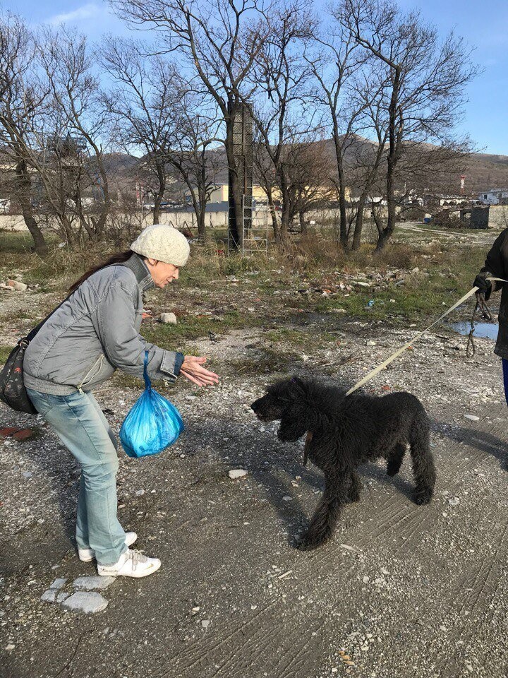 Новороссийский Хатико: пес два месяца ждал свою хозяйку из больницы