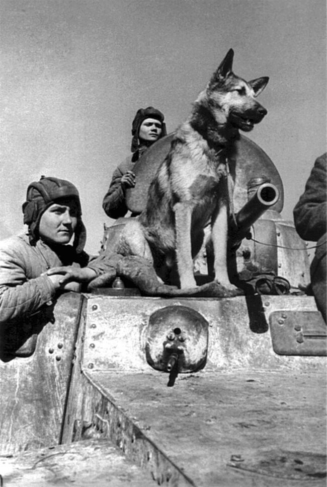 Экипаж советского бронеавтомобиля БА-10: старший сержант Е.Эндрексон, сержант В.П. Ершаков и овчарка Джульбарс. Южный фронт.