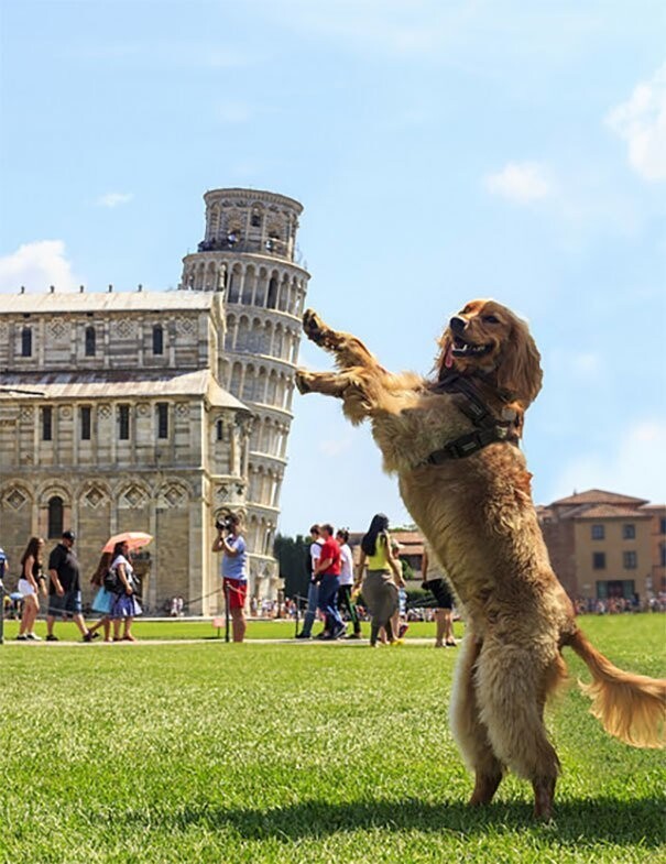 Даже у собаки есть такое фото с Пизанской башней!