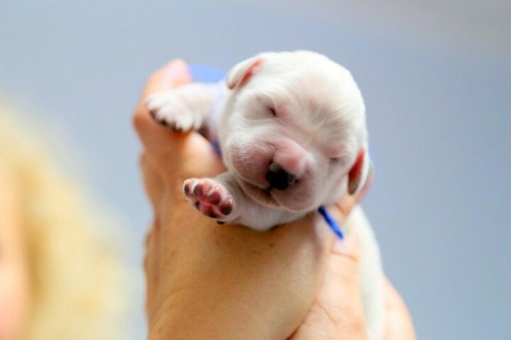 3. Новорождённый щенок золотистого ретривера