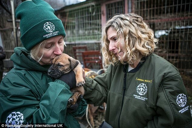 Защитники животных спасли 170 собак от убоя в Южной Корее