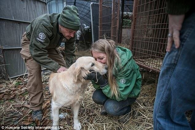 Защитники животных спасли 170 собак от убоя в Южной Корее