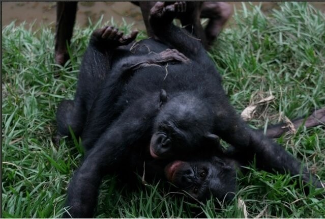 Сексуальное поведение бонобо — настоящая камасутра.