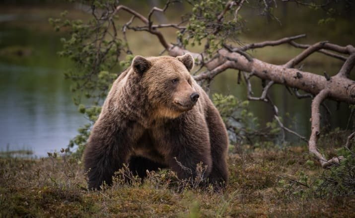 Медведей в финских лесах немало, так что бродить по ним следует с осторожностью