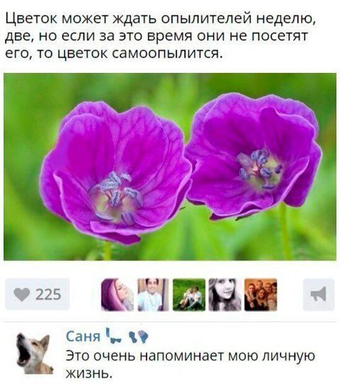 Смешные комментарии из социальных сетей