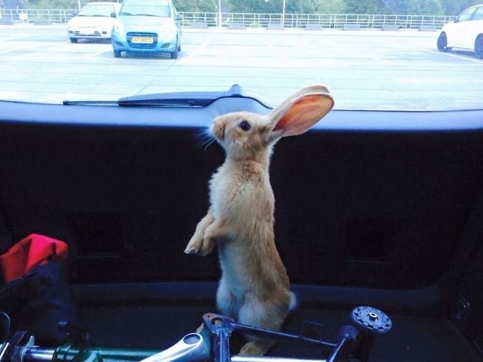 11. "А я видел зайца-путешественника, который любит ездить в автомобиле"