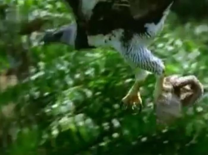 9. "Я был в лесах Амазонки и сфотографировал эту птицу. Это южноамериканская гарпия - вид, численность которого неуклонно сокращается, и никто ничего по этому поводу не делает"