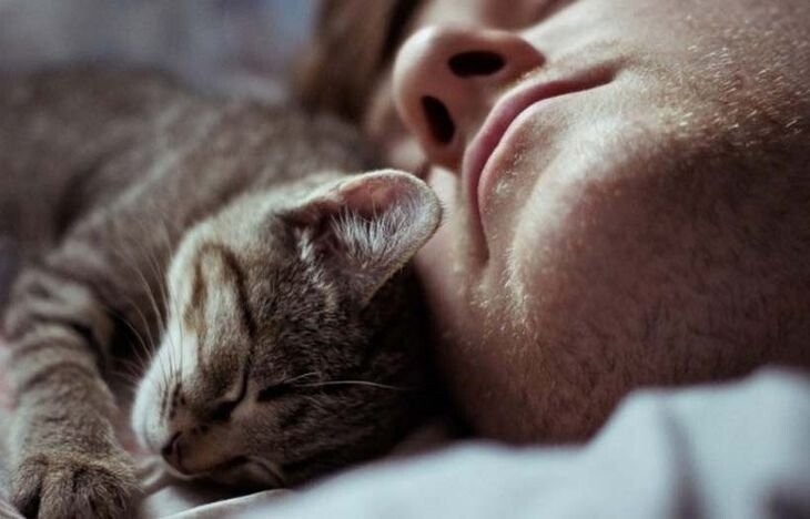 2. Кошки любят чувствовать себя в безопасности во время сна.