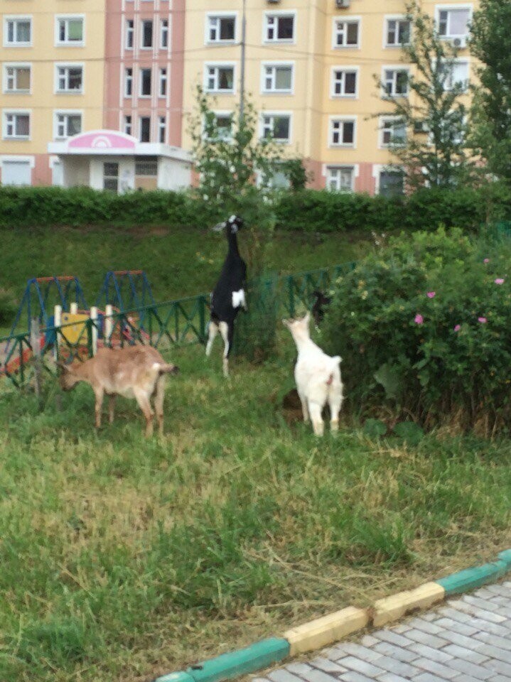 Когда сталкиваются город и деревня: сельская живность на городских улицах