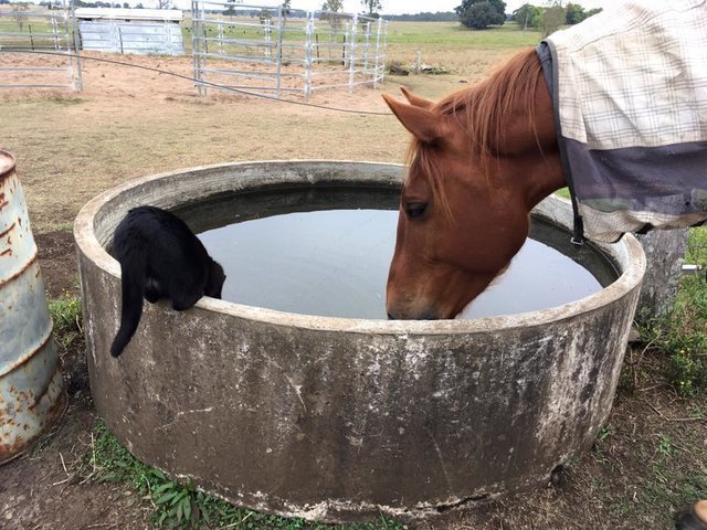 Невероятная история дружбы застенчивого кота и жизнерадостной лошадки