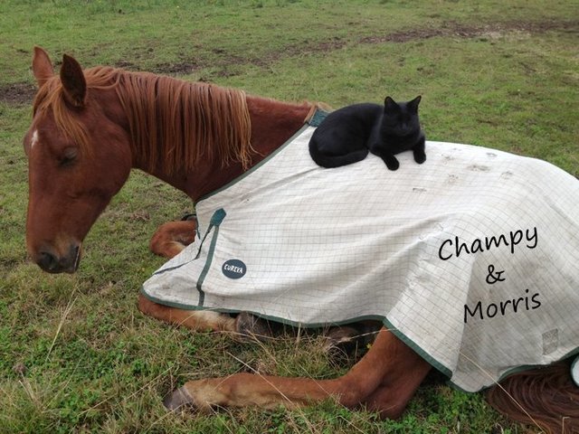 Невероятная история дружбы застенчивого кота и жизнерадостной лошадки