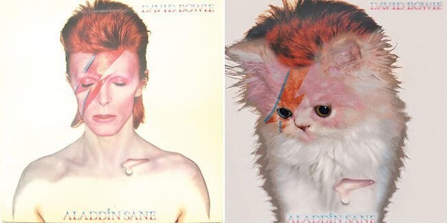 Художник создал очаровательные обложки музыкальных альбомов, заменив певцов на котиков