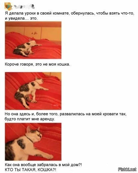 Приюти себя сам