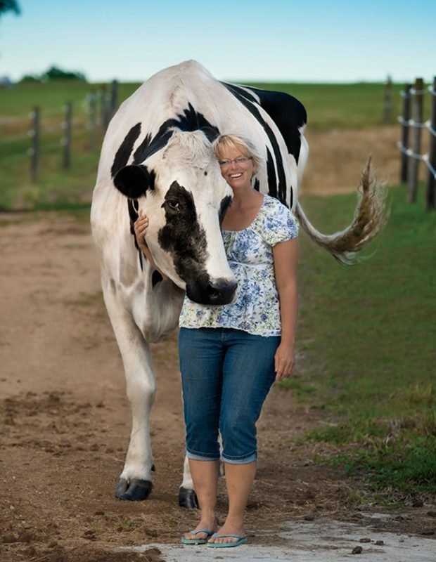 Самая высокая корова