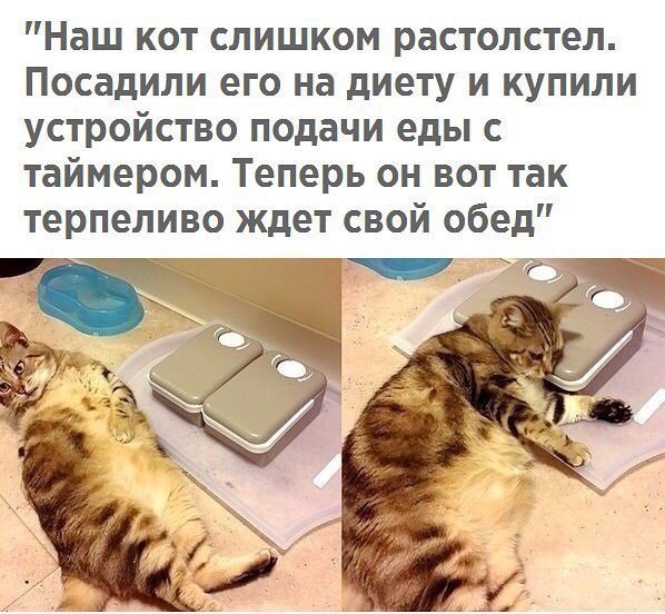 А это будущий пациент ветеринара