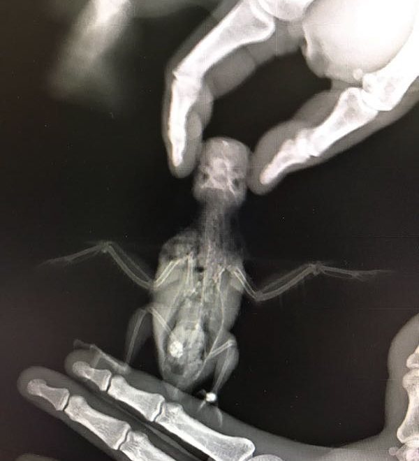 А вот так делают рентген попугаю. Руки - хозяина птички