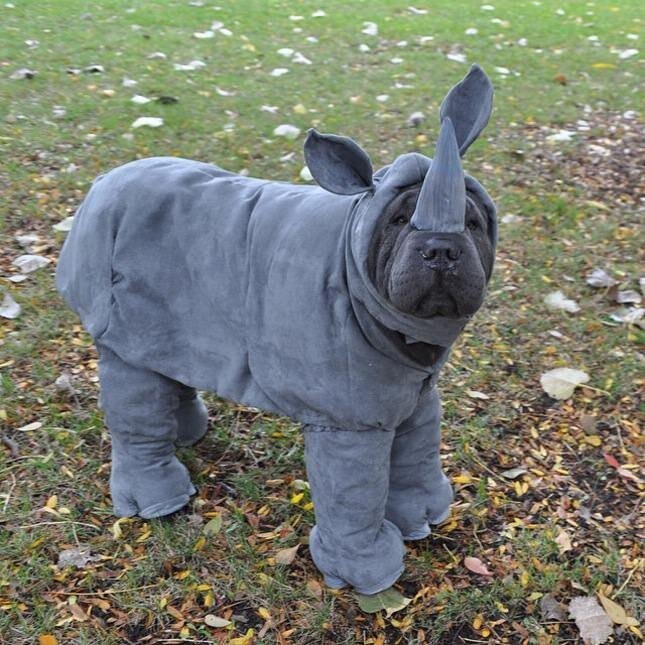 Очаровательный носорог