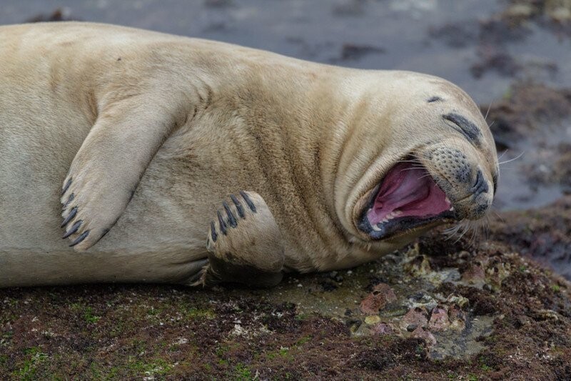 16. Смеющийся тюлень (фото: Брайан Валенте)