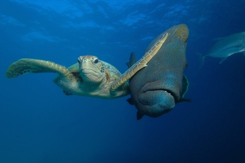 12. Зеленая черепаха и рыба-наполеон (фото: Трой Мэйн)