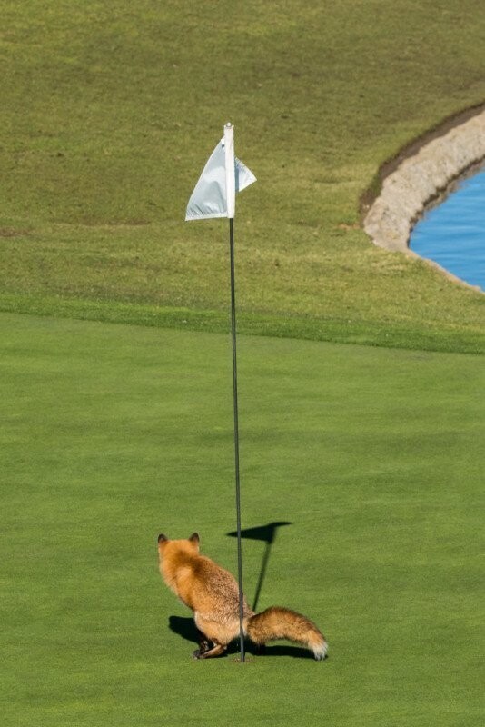 17. Рыжая лиса выражает свое отношение к гольфу (фото: Дуглас Крофт)
